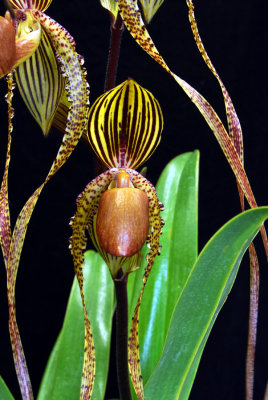 20142593  -  Paph. Prince Edward of York  Kathleen   HCC/AOS (79-points)  5-10-2014  (William Rogerson)  Close-up