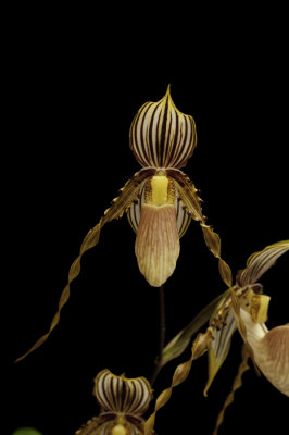 20142605  -   Paph.  glanduliferum  'Golden Boy'  AM/AOS  (81-points)  7-27-2014  (Orchid Inn)  close-up