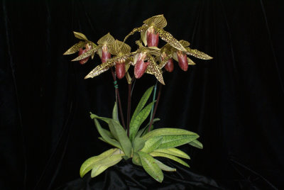 20142621  -  Paph.  Iantha Stage 'Lorraine's Choice'  AM/AOS  (80-points)   9-13-2014  (Lorraine Heyden)  