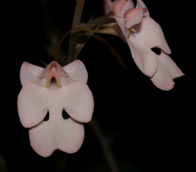 20142620  -  Habaneria  carnea  'Shilo'  CCM/AOS (86-points)  9-13-2014  (Joel Edwards)  Close-up