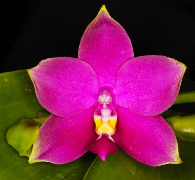 20142645  -  Phalaenopsis Samera AM/AOS  (81-points)  10-11-2014 (Orchids by Hausermann)