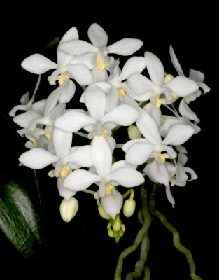 20142646  -  Phalaenopsis equestris var alba 'Frosty Morn' HCC/AOS (77-ponts)  10-11-2014 (JulieJ Hall) Close-up