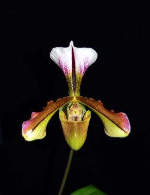 20152541  -  Paph. Lathamianum 'Dusty's Yakman'  HCC AOS (78-points) 1-10-2015 (Nile & Lois Dusdieker). 2