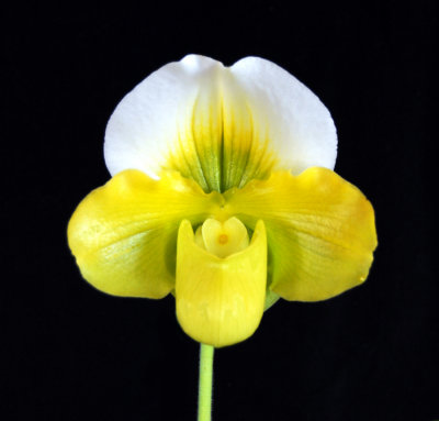 20152562  -  Paph. Stone Lovely 'Sunprarie'  AM/AOS  (80points)   2-14-2015  (Bil Nelson)