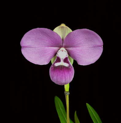 20152558  -  Phrag. kovachii  'Ray Raab'  FCC/AOS  (90-points)  1-31-2015  (Orchid's Ltd.)