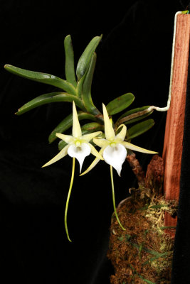 20152570  -  Angraecum  dollii 'Silas'  CBR/AOS  3-21-2015 (Walter Crawford)