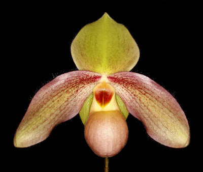 20152576  -  Paphiopedilum Hung Sheng Pink  'Pink Delight' AM/AOS   (82-points)  3-14-2015  (Orchid Inn)