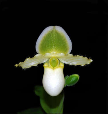 20152589   Paph. (Nike's Sunny Delight ) 'Sunparie II'   HCC/AOS  (79-points)  3-16-2015 (Bil Nelson)