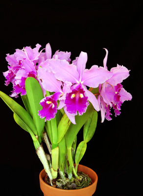 20152590 -   Cattleya warscewiczii 'Genslegand'  CC/MAOS (84-points)  7-11-2015  (Bill Rogerson)