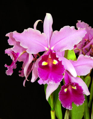 20152591  -  Cattleya warscewiczii Genslegand  AM/AOS (81-points)  7-11-2015  (Bill Rogerson)