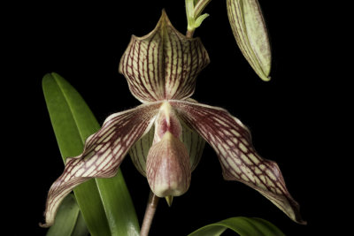 20152600  -  Paphiopedilum Alexej Red Dancer AM/AOS  (81-points)  7-26-2015  (Orchid Inn)