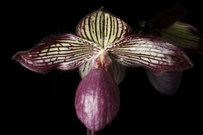 20152598  -  Paphiopedilum Gloria Naugle 'Red October' HCC/AOS  (79-points)  7-26-2015  (Orchid Inn)