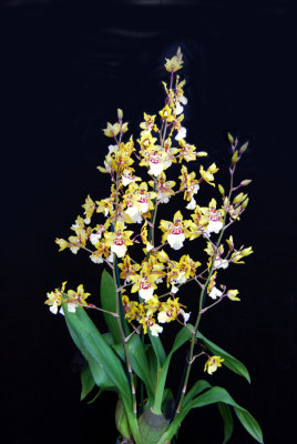 20152611   -   Oncostele Wildcat  'Yellow Bather Fly'   AM/AOS  (82-points)  9-19-2015 (Natt's Orchids) 