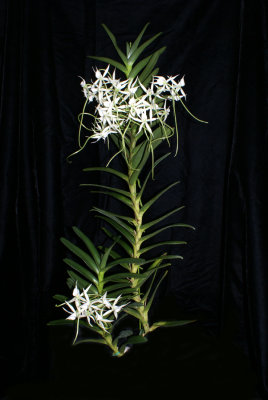 20152623  Angem Shooting Star  Perseid Shower  CCM/AOS  (86-points)  10-17-2015  {Orchids Ltd.)