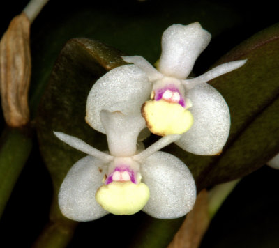 20152617  -  Cattleya bicolor 'Kathleen' AM?AOS  (80-points)  10-10-2015  (William Rogerson) Close-up