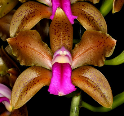 20152617  -  Cattleya bicolor Kathleen AM?AOS  (80-points)  10-10-2015  (William Rogerson) Close-up