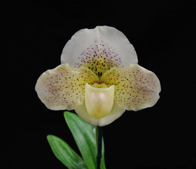 20162608  -  Paph. Loonie Light  'Hampshire'  AM/AOS  (83-points)  1-9-2016  (Arnold Klehm)