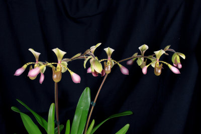 20162609  -   Paph. Toni Semple  'Evan's Discovery'  AM/AOS  (80points)  1-30-2016  (Katherine Weitz)