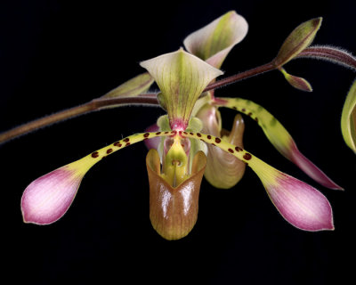 20162609  -  Paph. Toni Semple  Evans Discovery  AM/AOS  (80points)  1-30-2017  (Katherine Weitz)