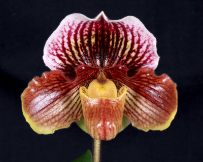 20162611  -   Paph. Oto 'Deerwood'  AM/AOS  (83-points)  1-30-2016  (Ross  Hella)