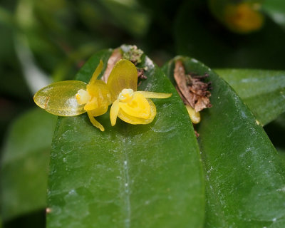 20162630  -  Pleurothallis tridentata Michael Olbrich CCM/AOS  (84-points)   1-30-2016  (Olbrich Gardens)  Close-up