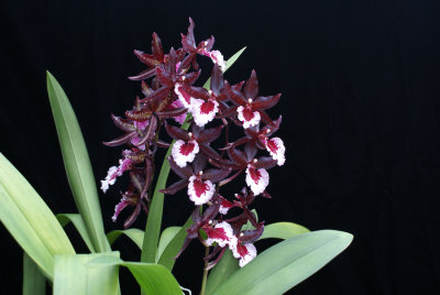20162576  -  Ons. Midnight Miracles  'Cheri'  AM/AOS (82-points)  3-19-2016  (Dave Wujek) Plant
