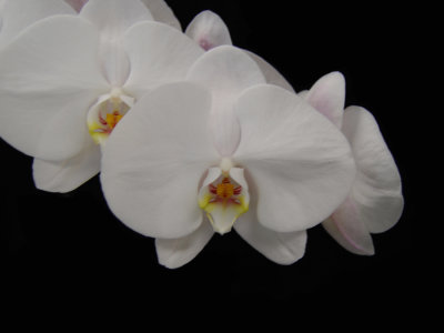 20162596  -  Phal.  Ming-Hsing Snow Angel  'Ming-Hsing #2 MFM 103'  AM/AOS  (80-points)  5-14-2016  (Robert Bannister)
