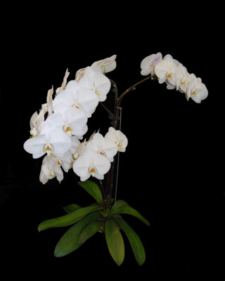 20162597  -  Phal.  Ming-Hsing Snow Angel  'Ming-Hsing #2 MFM 103'  CCM/AOS  (84-points)  5-14-2016  (Robert Bannister)