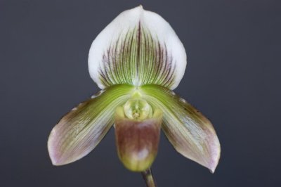 20162621 -  Paph. Philippe Briois 'Hampshire' AM/AOS   (Points-80)  9-10-2016  (William Rogerson) 