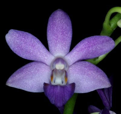 20162634  -  Phal. Little Blue Bird  'Lucy'  AM/AOS  (Points-81)  10-8-2016  (Orchids by Hausermann)