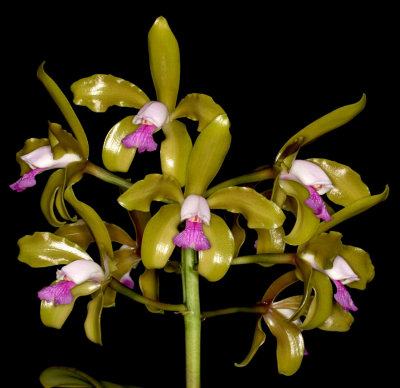 20162635  -  Cattleya  guttata  v.  munda  'Kathleen II' JC/AOS   10-8-2016  (William Rogerson)   