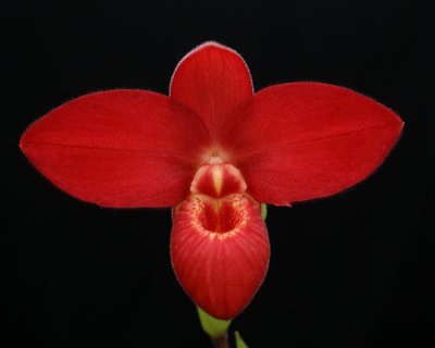 20162643  -  Phrag. Red Wing  Flame Hot  AM/AOS  (86  -  points)  10-15-2016  (Orchids, Ltd)