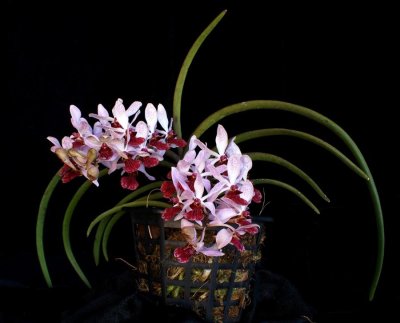 20162647  -   Holcostylis  Wu Gift  Silas   HCC/AOS  (76  -  points)  11-12-2016  (Walter Crawford)  plant
