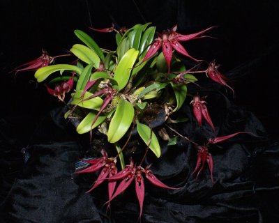 20162649  -  Bulbophyllum  Hot  Lips  'Timberlane'  AMAOS  (82-points)  12-10-2016  (Marsha Whitmore)  plant