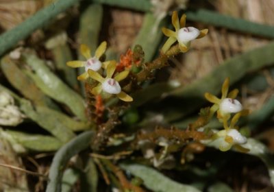 20171475  -  Taeniophyllum  obtusum  'Aidan'  CBR/AOS  1-14-2017  (John Stuckert)  plant  c
