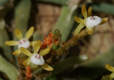 20171475  -  Taeniophyllum  obtusum  'Aidan'  CBR/AOS  1-14-2017  (John Stuckert)  flowers