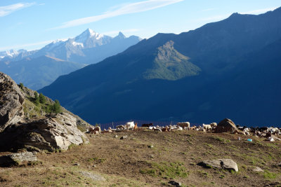 93 Gran Paradiso and Sheep from Champillon TdG 13.jpg