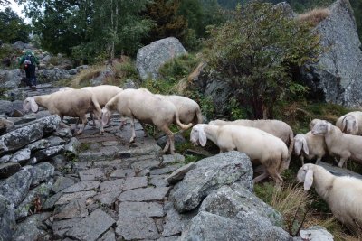 075 Sheep Crossing after Niel.jpg
