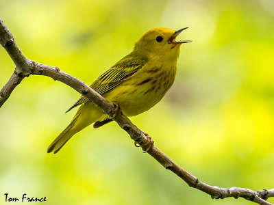 yellow_warbler