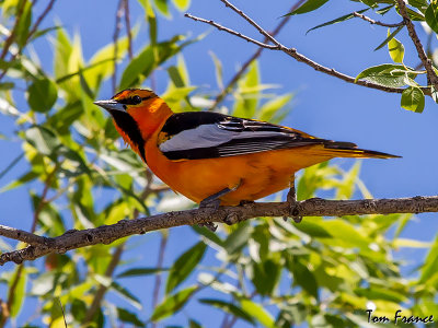 Bullock's Oriole005.jpg