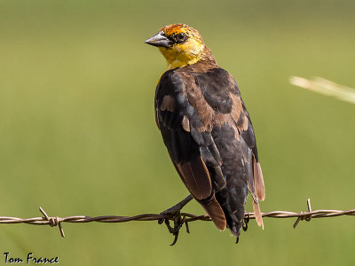 Yellow-headed Blackbird6 (juvenile).jpg