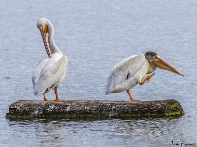 American White Pelican04.jpg