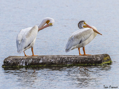 American White Pelican04a.jpg