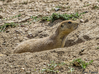 Prairie Dog.jpg