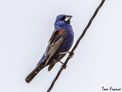 Blue Grosbeak4.jpg