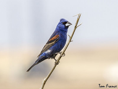Blue Grosbeak4a.jpg