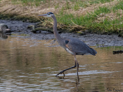 great_blue_heron