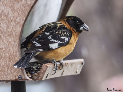 black-headed_grosbeak