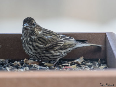 cassins_finch