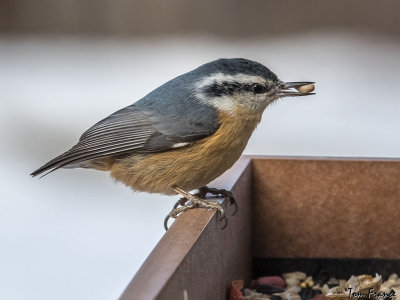 nuthatch_red-breasted